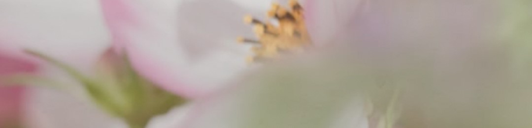 OLE LYNGGAARD COPENHAGEN Wild Rose Earstuds i gult gull med diamant