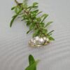 EC 1914 ring "Limited edition" i gult gull med diamanter