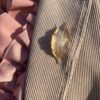 Catwalk Exclusive "Stardust Leaf brosch" brosje i forgylt sølv